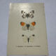 Butterfly engraving botanical plate naturalist science