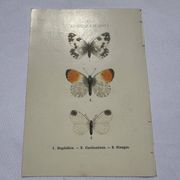 Gravure papillon planche botanique naturaliste science
