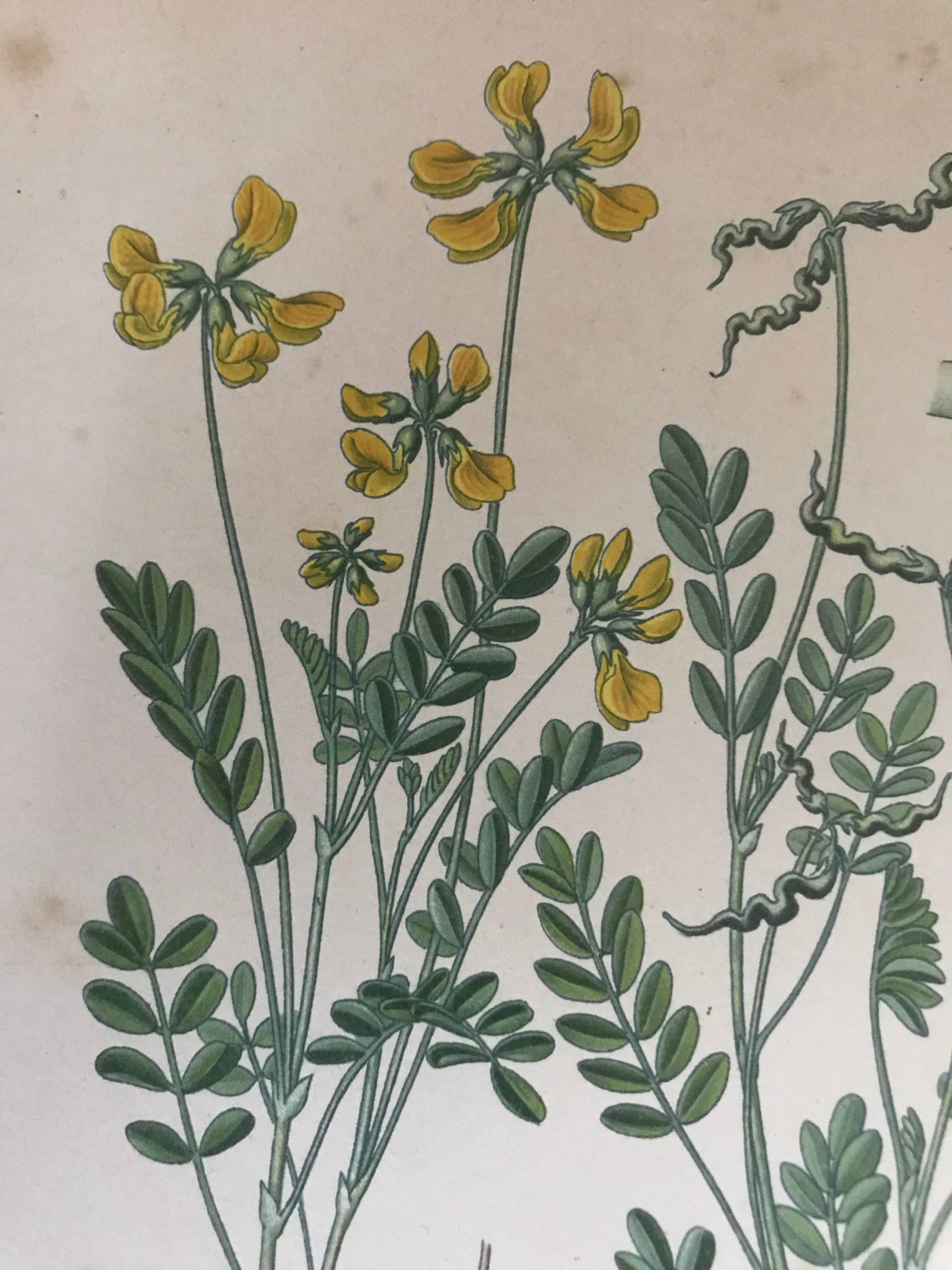 Botanical planks of yellow flowers 1891