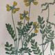 Botanical planks of yellow flowers 1891