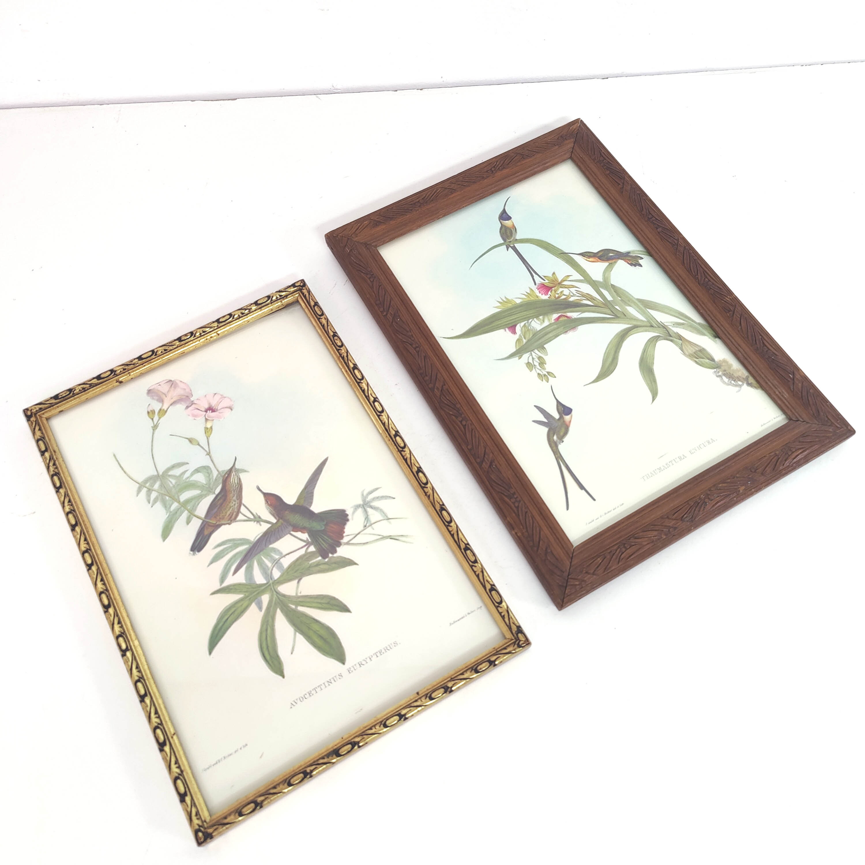 Lot 2 wooden frames botanical illustrations J. Gould and HC Richter