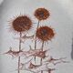 Flat thistles of sarreguemines