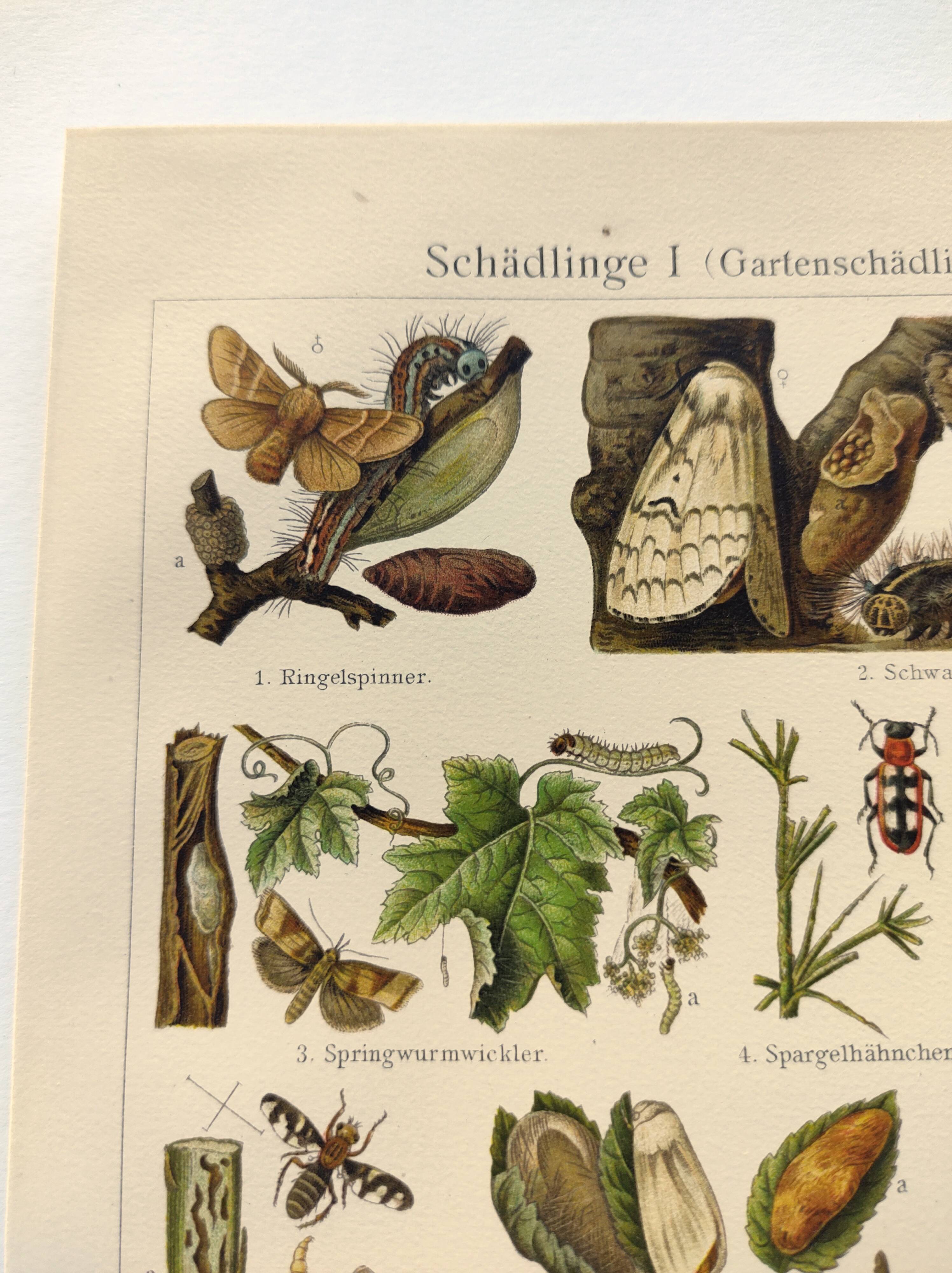 3 Engravings from 1909 - So-called "harmful" insects - Old entomological plates