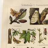 3 Engravings from 1909 - So-called "harmful" insects - Old entomological plates