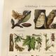 3 Engravings from 1909 - So-called "harmful" insects - Old entomological plates