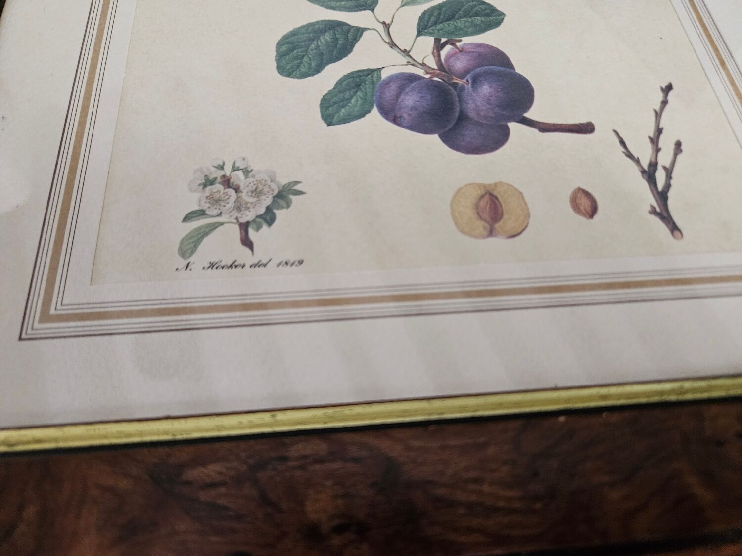 Plum tree botanical board under wooden frame