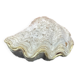 Shell: large giant clam ile reunion - 22 x 13 x 12 cm