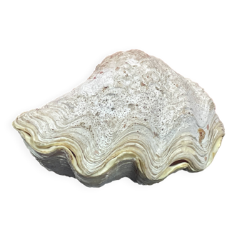 Coquillage :  gros bénitier ile reunion - 22 x 13 x 12 cm