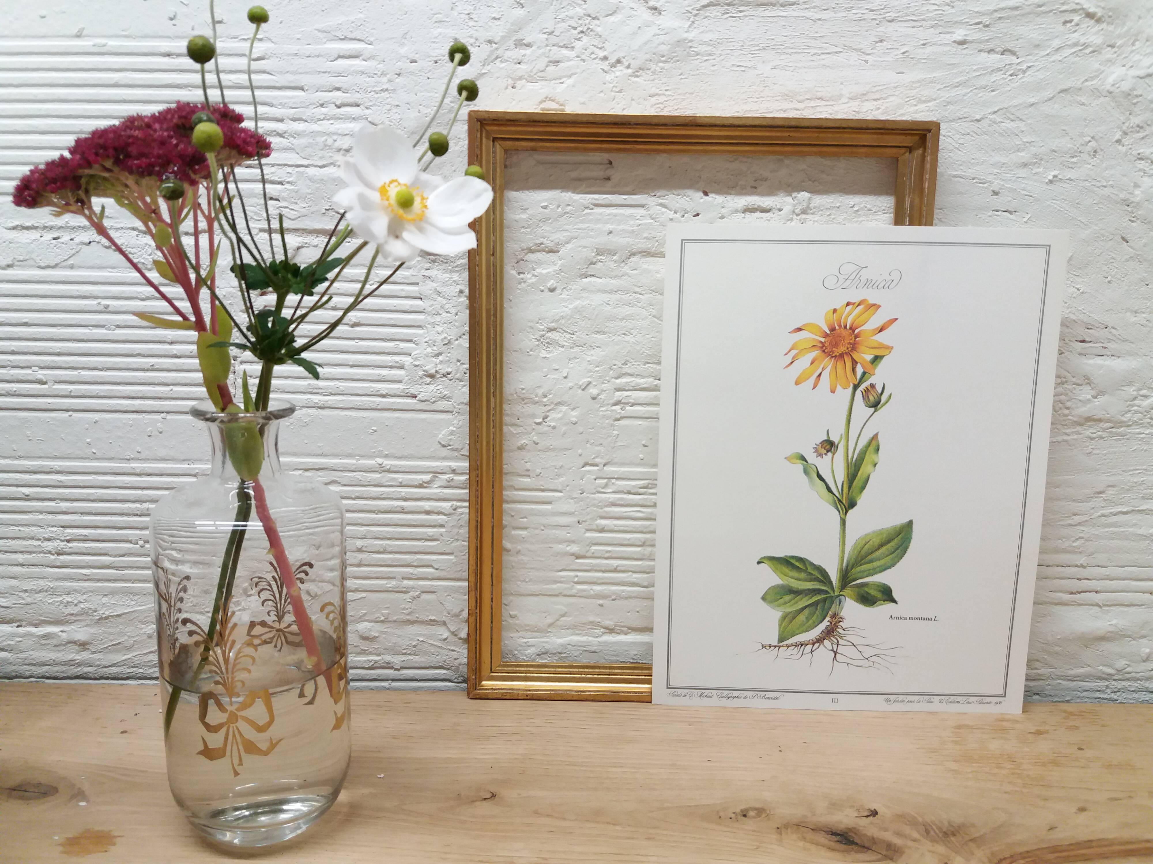 Arnica botanical poster