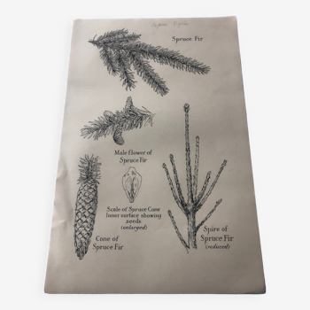 Spruce botanical poster