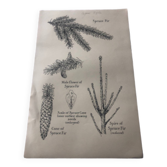 Spruce botanical poster