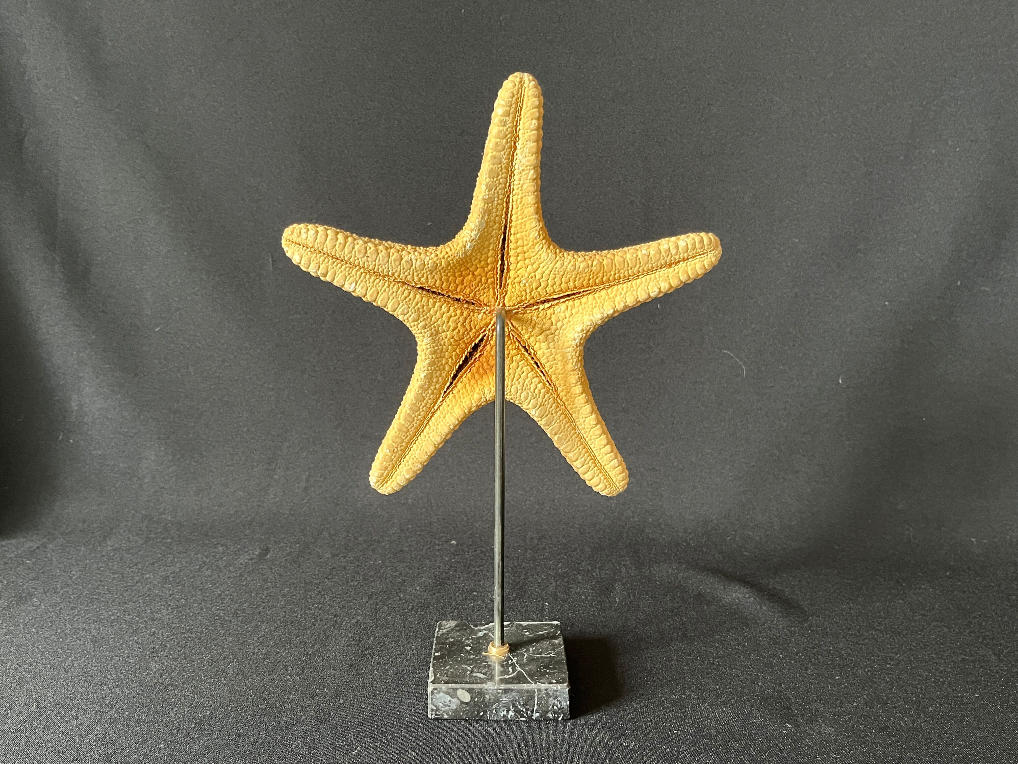 Cabinet of curiosities natural starfish on marble shell base