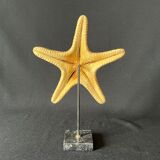 Cabinet of curiosities natural starfish on marble shell base