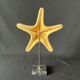 Cabinet of curiosities natural starfish on marble shell base