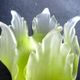 Tulipe à griffe en verre vert anis dégradé, fleur à 5 pétales découpés