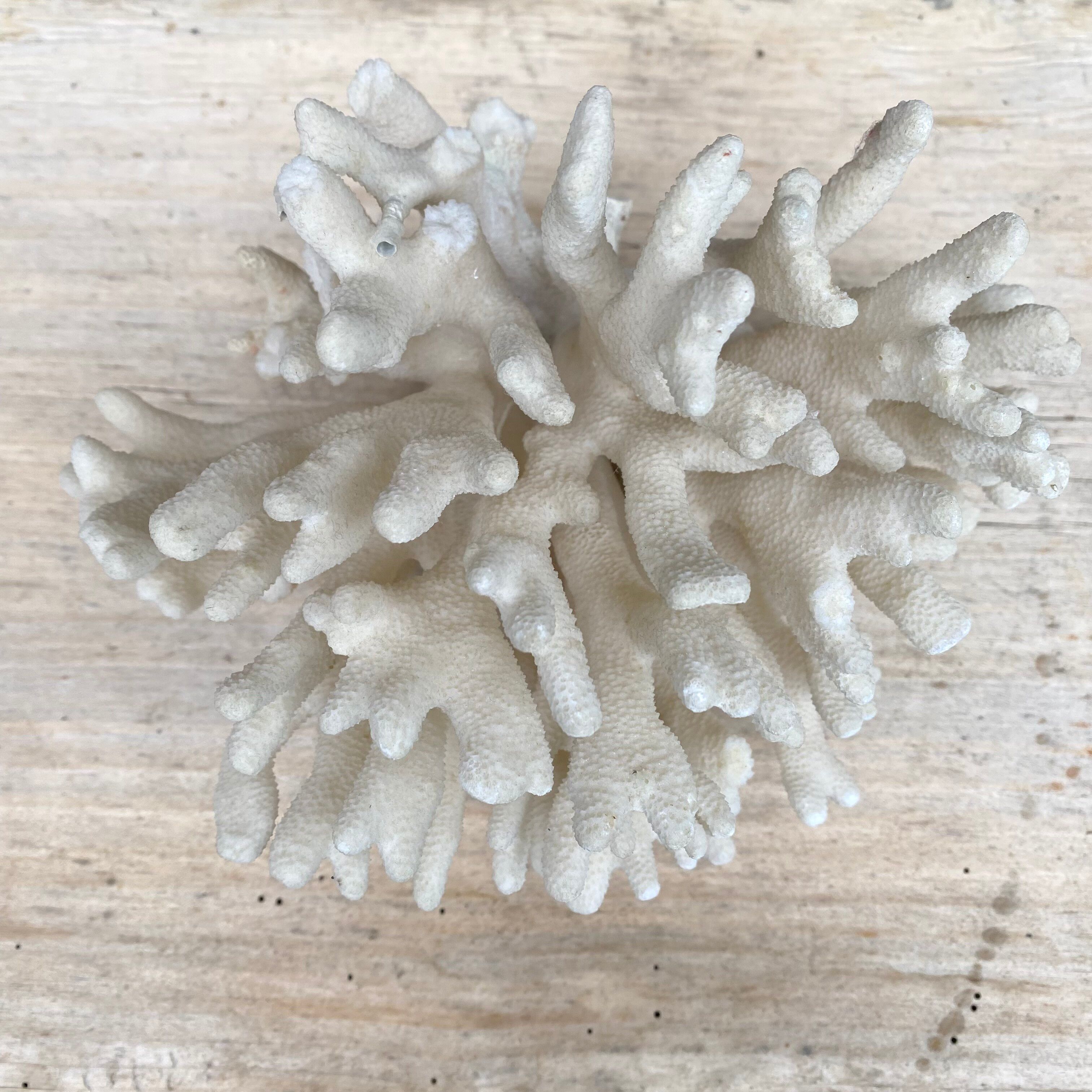 Corail elkhorn, corail corne de cerf