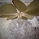 Aerial suspension, 12 metal and linen blades
