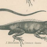 Antique engraving on reptiles : various lizards, pl3, 1828