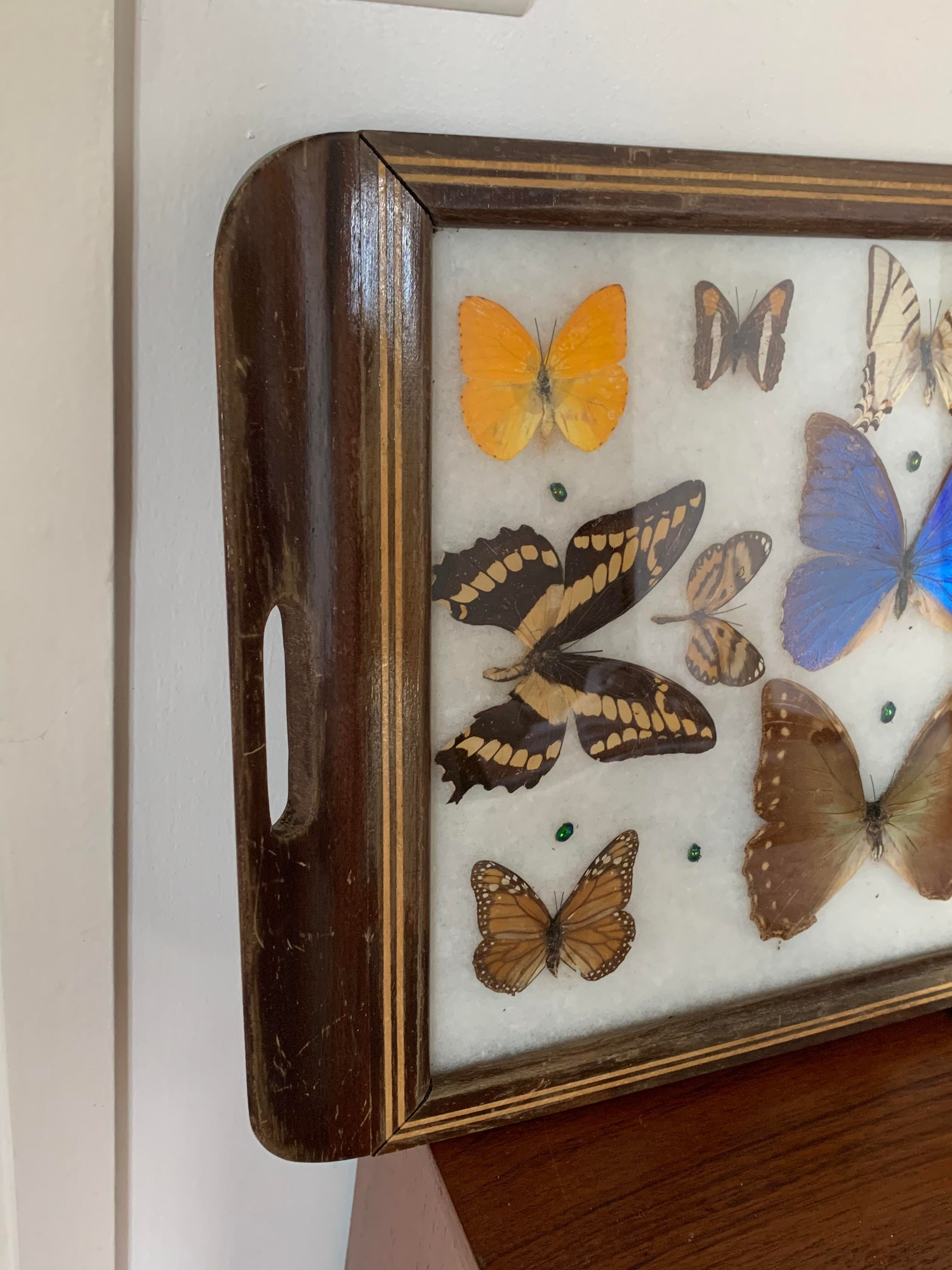 Butterfly tray stuffed under glass