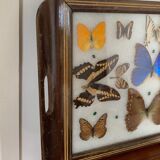 Butterfly tray stuffed under glass
