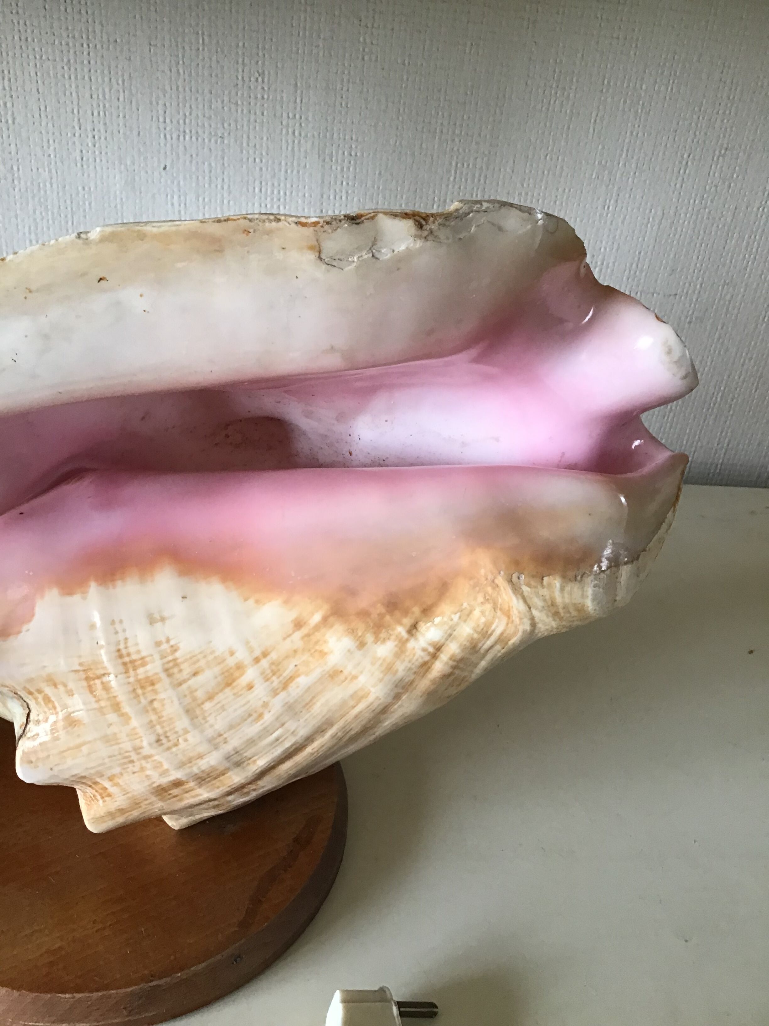 Bedside lamp in vintage shell year 60