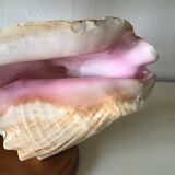 Bedside lamp in vintage shell year 60