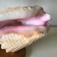 Bedside lamp in vintage shell year 60
