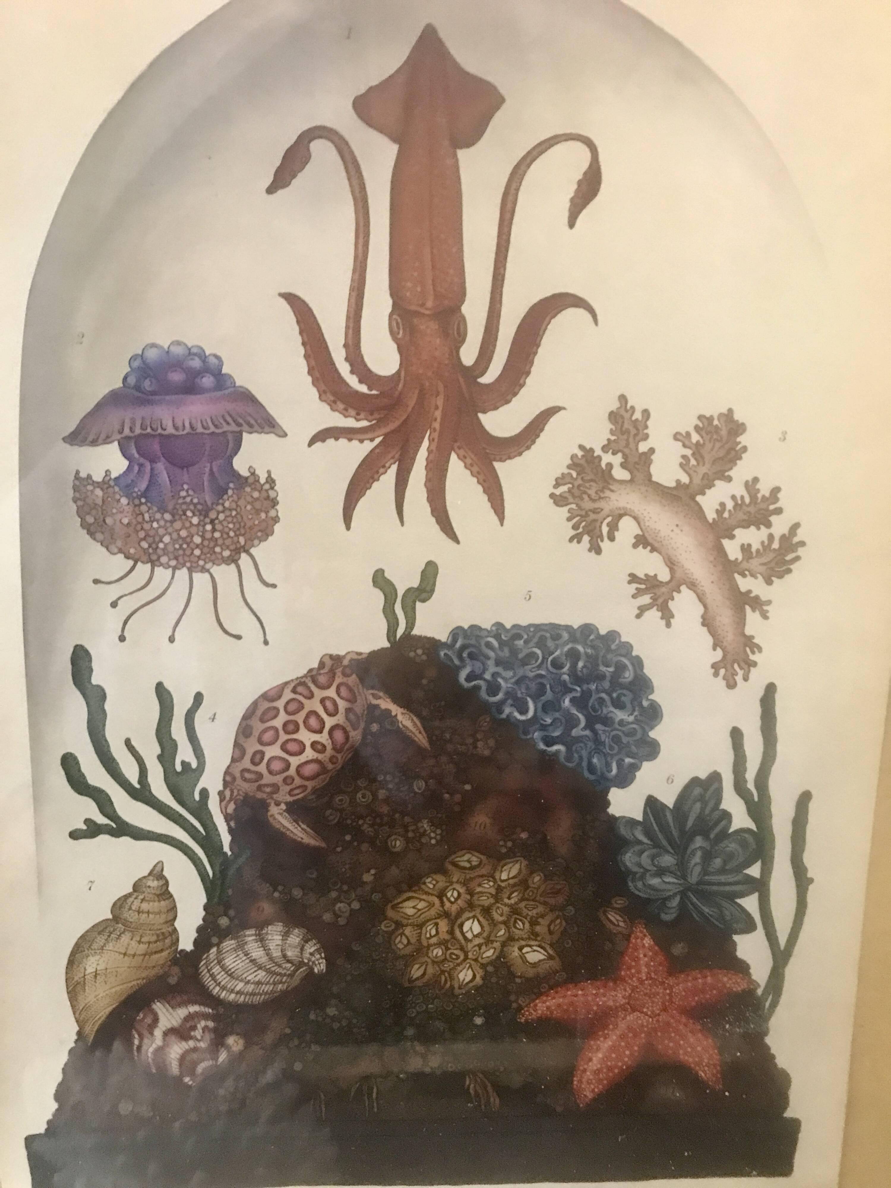 Framed illustration corals under globe