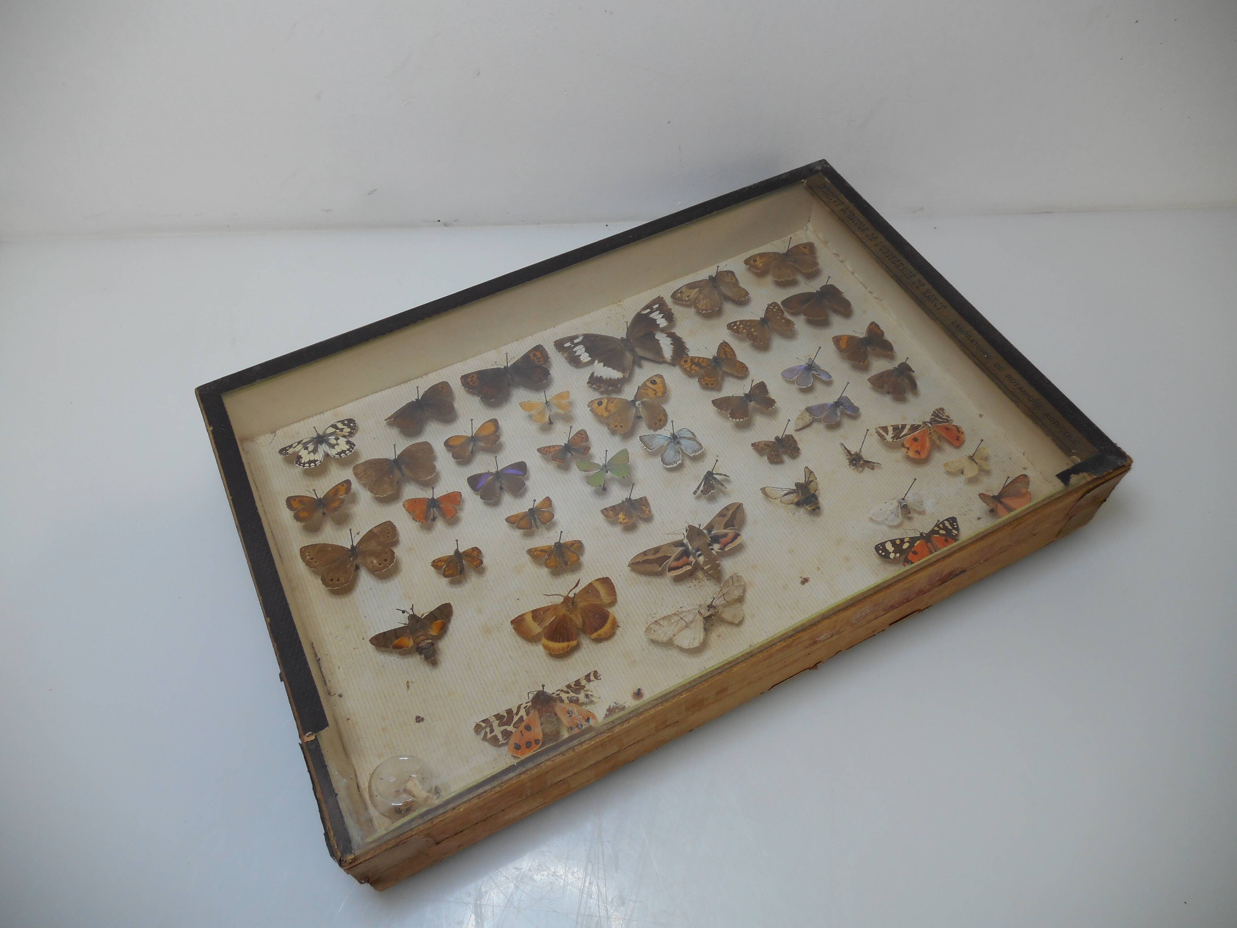 Old butterflies 1920 under glass
