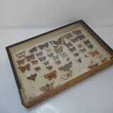Old butterflies 1920 under glass