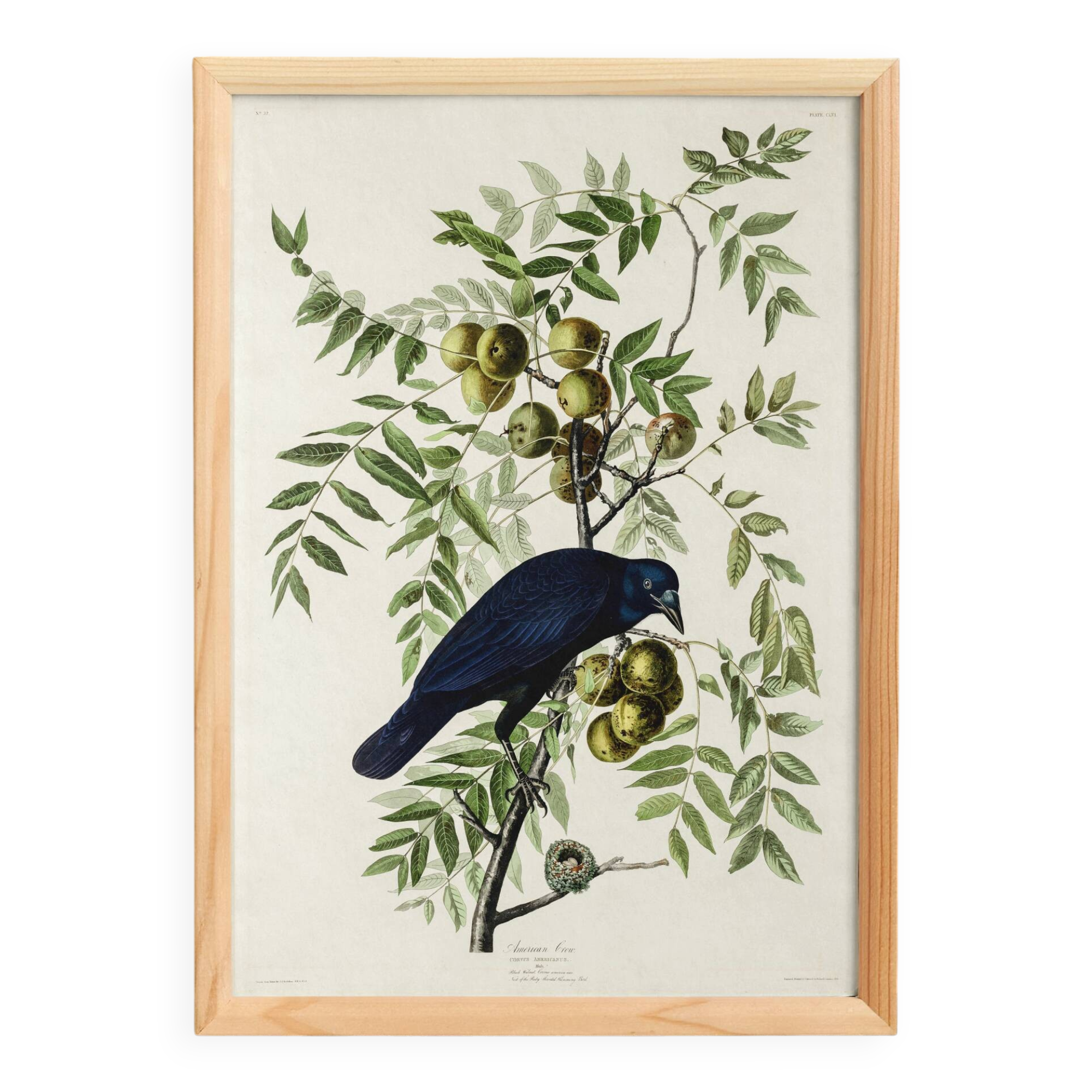 Poster about the American Crow, based on an old engraving from 1827.