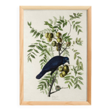 Poster about the American Crow, based on an old engraving from 1827.