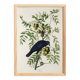 Poster about the American Crow, based on an old engraving from 1827.