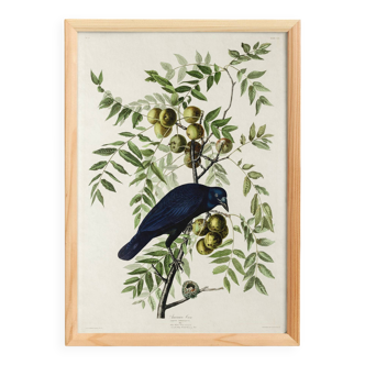 Poster about the American Crow, based on an old engraving from 1827.