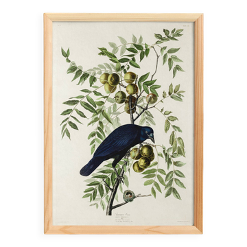 Poster about the American Crow, based on an old engraving from 1827.