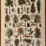 Lithograph on trees from 1928 (poplar)