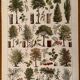 Lithographie sur les arbres de 1928 (peuplier)