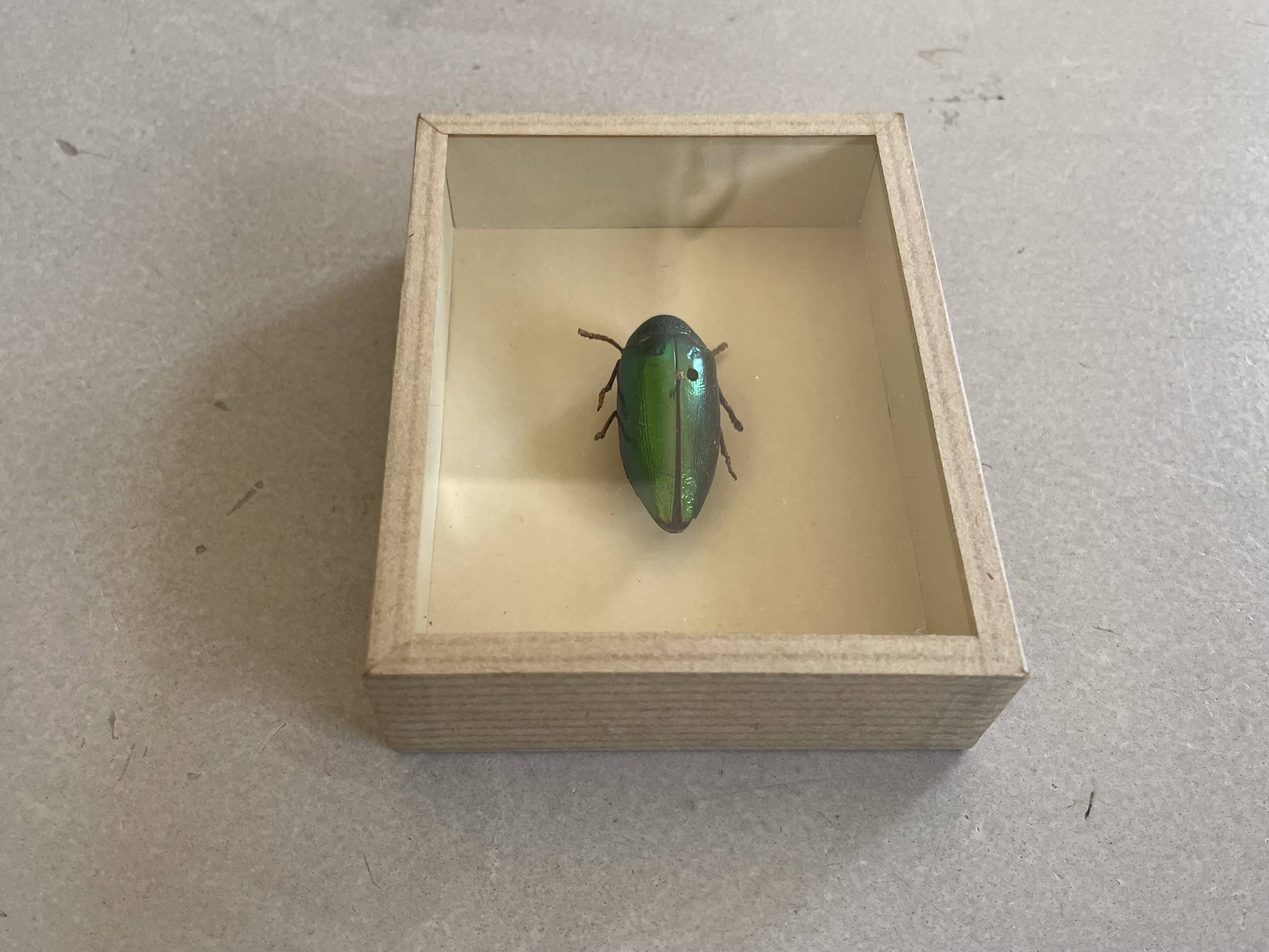 Beetle stuffed under glass