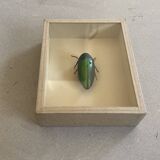 Beetle stuffed under glass