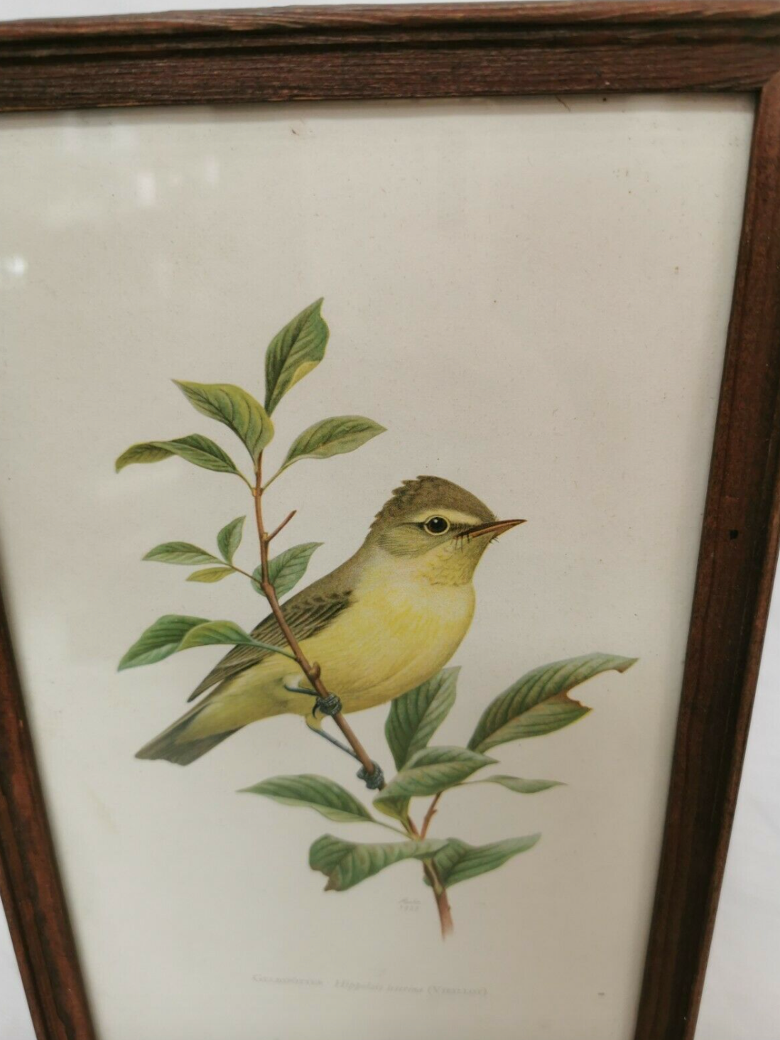 Lithograph hippolais icterina vintage bird (19x27cm)