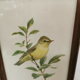 Lithograph hippolais icterina vintage bird (19x27cm)