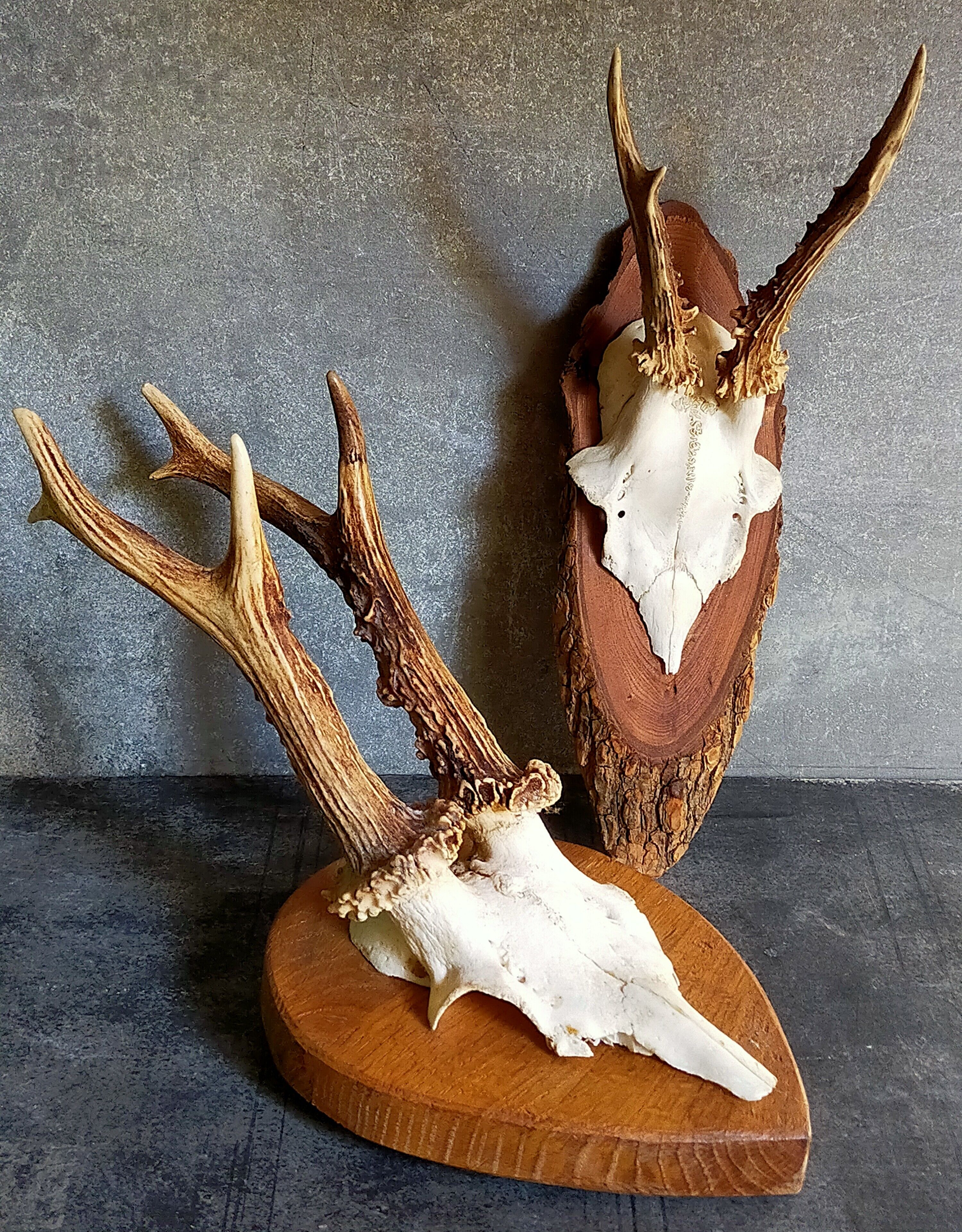 Duo of vintage hunting trophies Art-populaire 50s