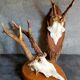 Duo of vintage hunting trophies Art-populaire 50s