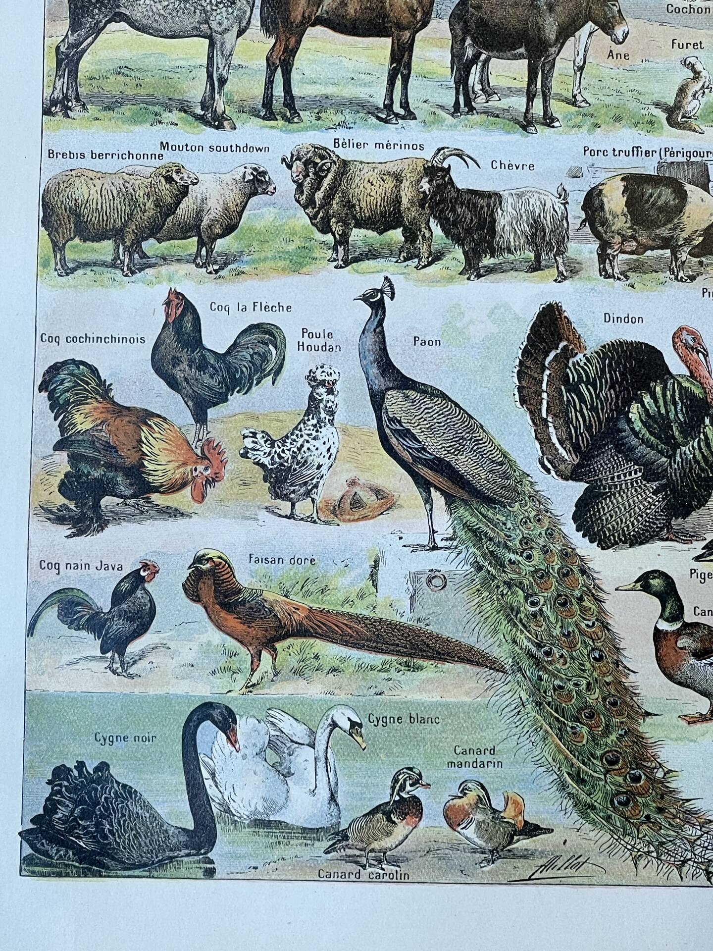 Sheet "Pets" 20x29 cm