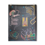 Displays the digestive system