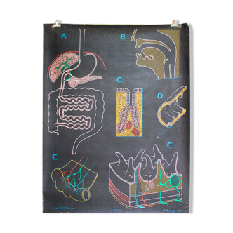 Displays the digestive system