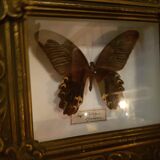 Cadre papillon