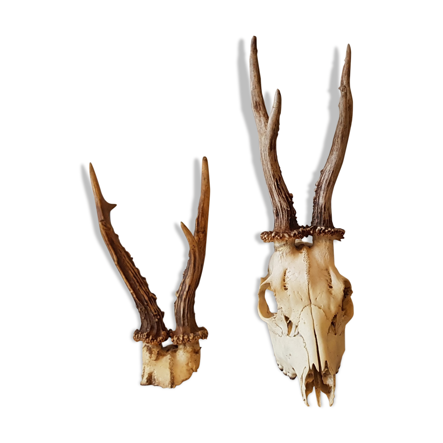 2 deer trophies