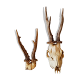 2 deer trophies