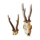 2 deer trophies